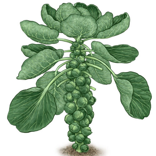 All About Growing Brussels Sprouts